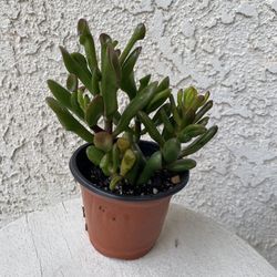 4 Inch Pot Succulent Plant - Crassula Ovata - Shrek's Ear Jade Plant  - Rooted & Established - Drought Resistant - 🪴 