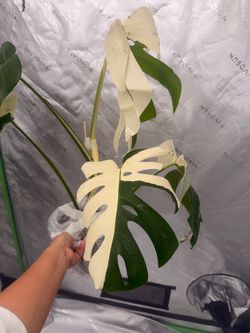 Monstera Albo Matured form