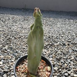 Totem Pole Cactus 