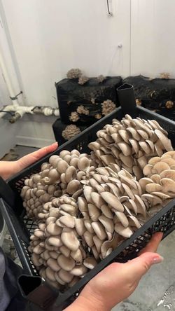 Grow Fresh Mushrooms at Home – Ready-to-Grow Blocks