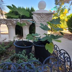 Fig tree (choose 1)