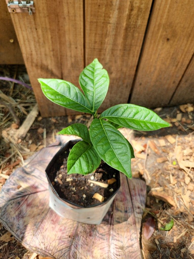 ICE CREAM BEAN TREE (INGA) Rare Tropical Fruit Tree