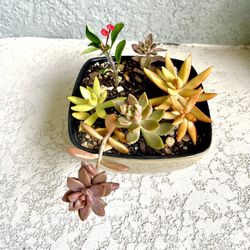 Succulents   Plant