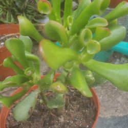 Crassula Ocata Succulent Plant 🪴