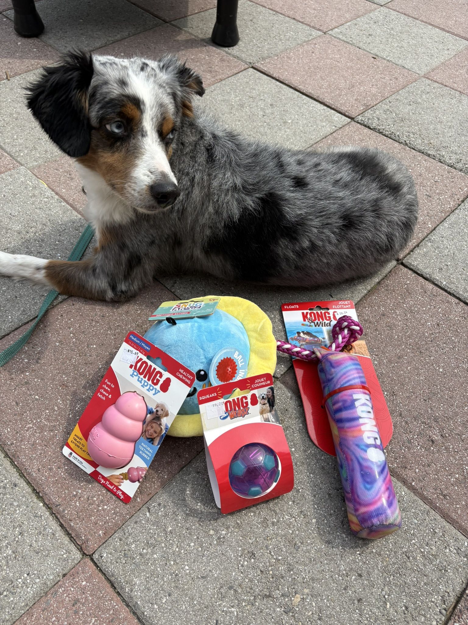 Female Dog Package( DOG NOT INCLUDED)