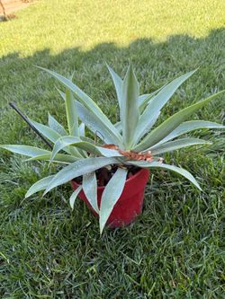 Small Agave Plants