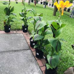 Beautiful Flower Plant 