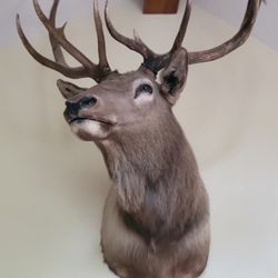 Taxidermy 13 Point Elk Head