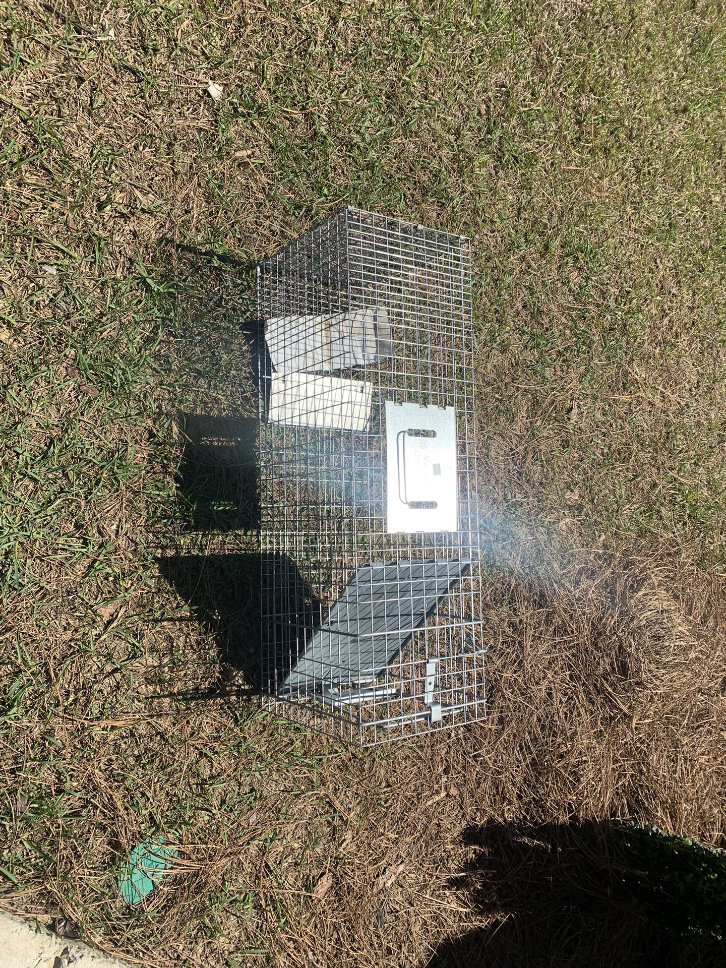 Raccoon Trap
