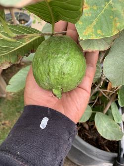 Thai “Big Guava” Fruit Tree