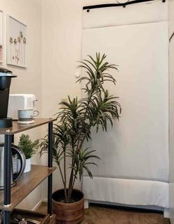 2x Large Artificial Plant