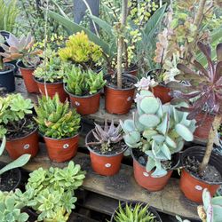 Variety Of Succulents Plants 
