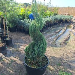 Spiral Blue Point Juniper (15 Gal.)
