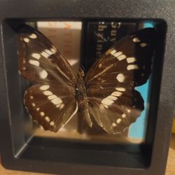 Framed Butterfly Taxidermy