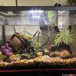 Fish Tank With 2 Orange Mollies 