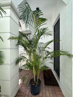 Areca palm