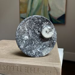 Small Ammonite Fossil Dish ( firm on price )