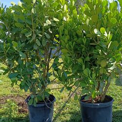 Huge Clusias Over 6 Feet Tall Instant Privacy Hedge For Fence