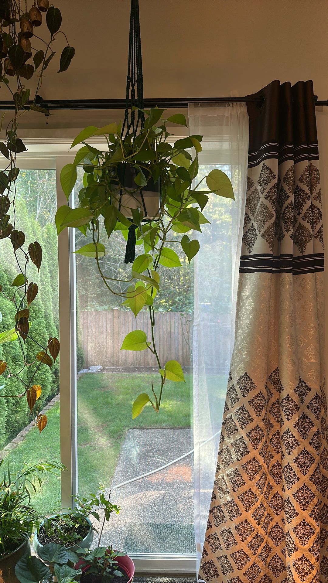 Full Grown Beautiful Heart Leaf Philiodendron