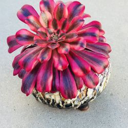 Succulents plants （Aeonium Medusa Rare Succulent）