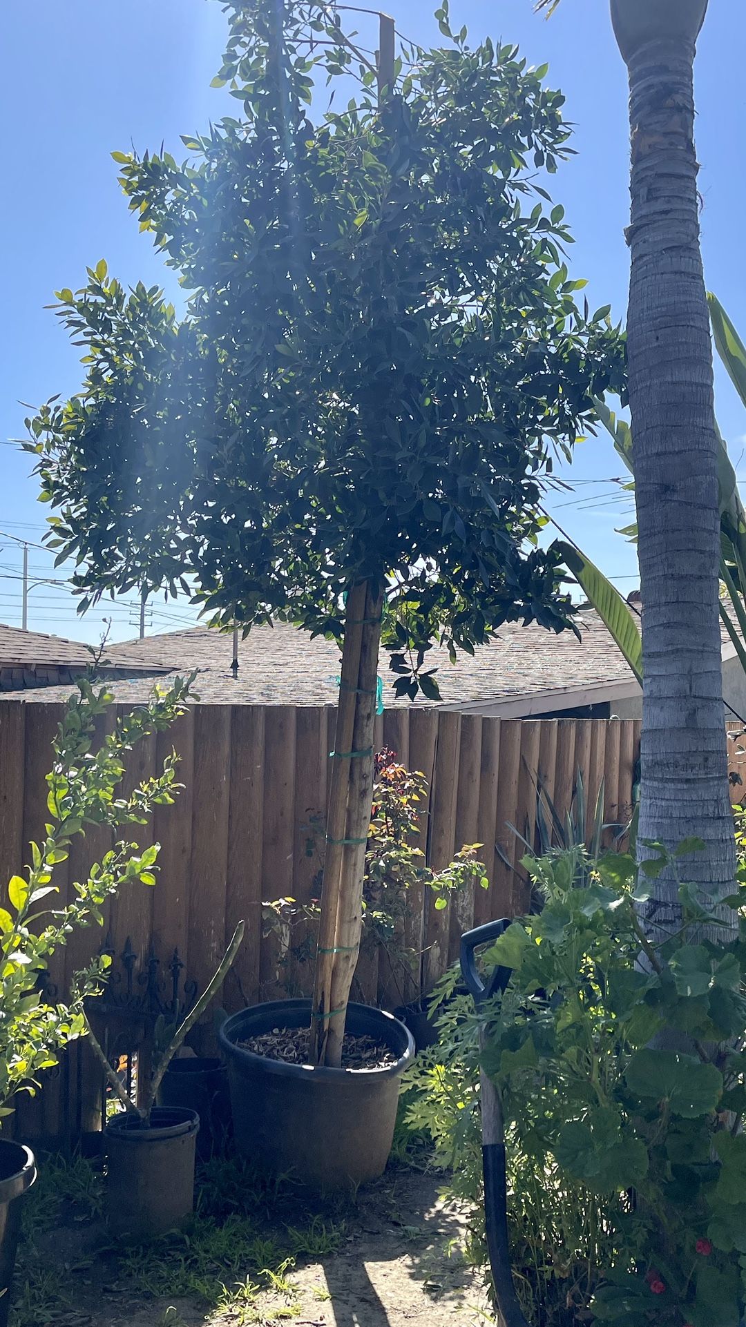 Faica Tree Tall Big Beautiful Ficus Tree, Arbol