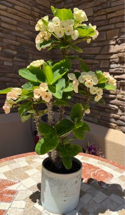 Crown of thorns