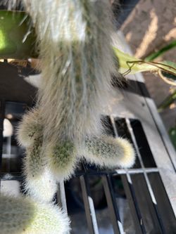 This plant is a Monkey tail it’s 22-23 inches long with four baby monkey tails growing on the end When it blooms it’s a beautiful red flower The plant