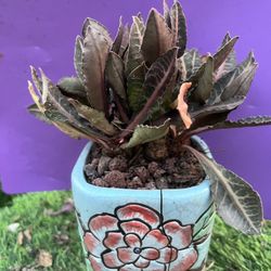 Rare Euphorbia Francoisii Brown Knight Cactus Plantlive Rooted , get 2 free succulent cuttings