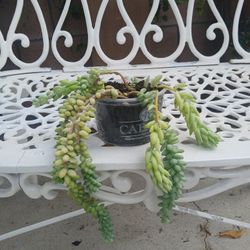 Potted Plant