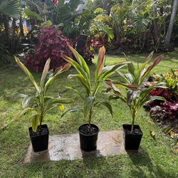 Rare Variegated Ti Plant!