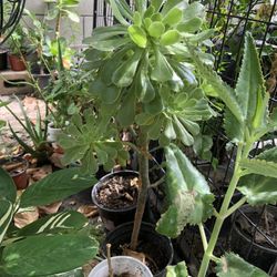Suculenta