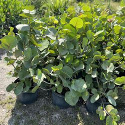 Sea grape Plants