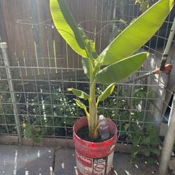 Small Banana Tree Plants