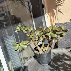 Jade Plant