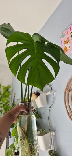 Monstera Plant