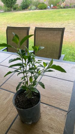 Muicle plant