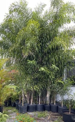 Foxtail Palms