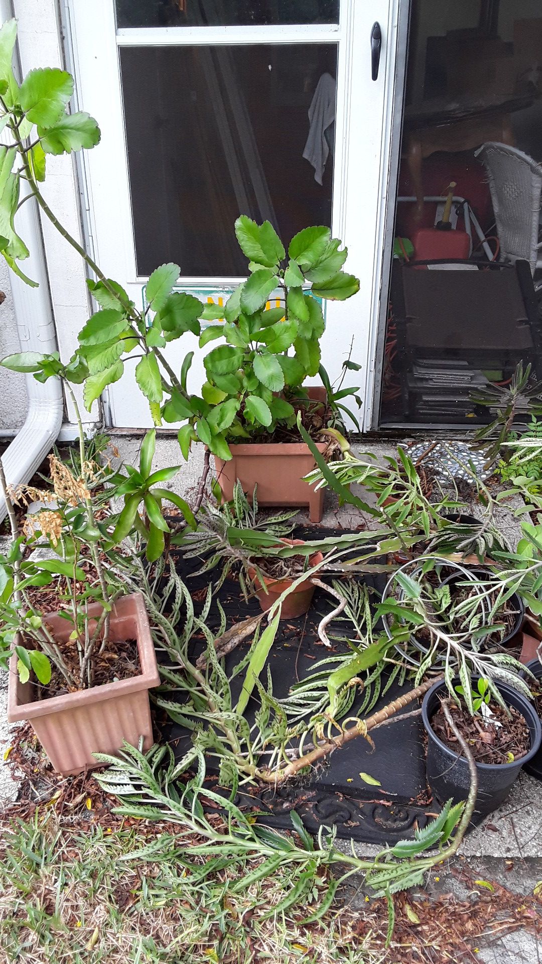 Assortment of plants