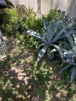 Maguey (each)