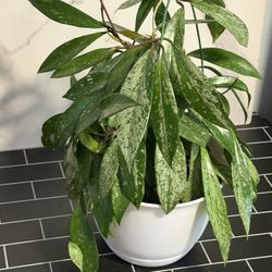 Hoya Pubicalyx 'Splash