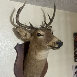 Deer
