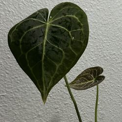Anthurium Clarinervium 4in