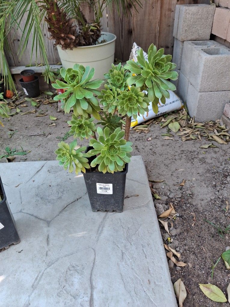 Succulent Plants