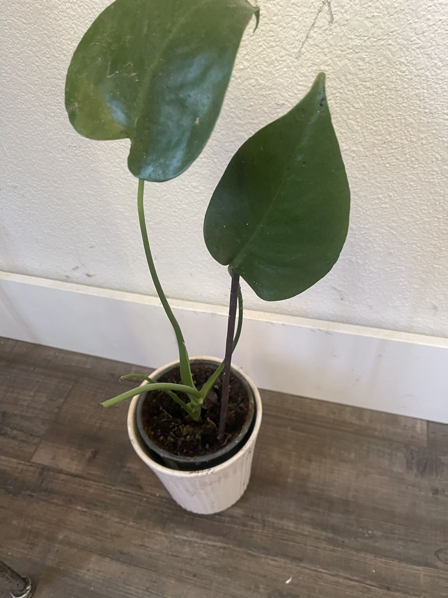 Plant In Ceramic Pot $8