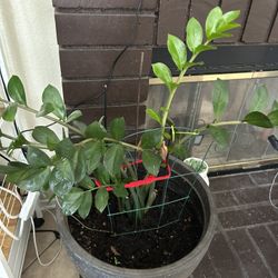 Plant On Sale 