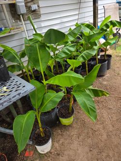 Cold Tolerant Banana Trees  &  Plants