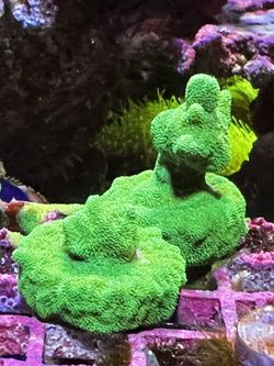Neon Green Branching Sps. 