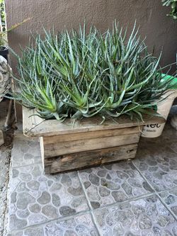 Aloe Vera Custom Squared Wooden Base