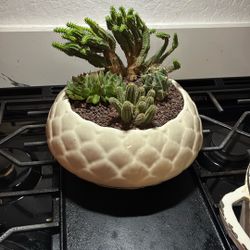 Potted Succulent 