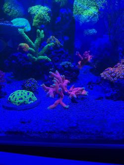 Fake Coral